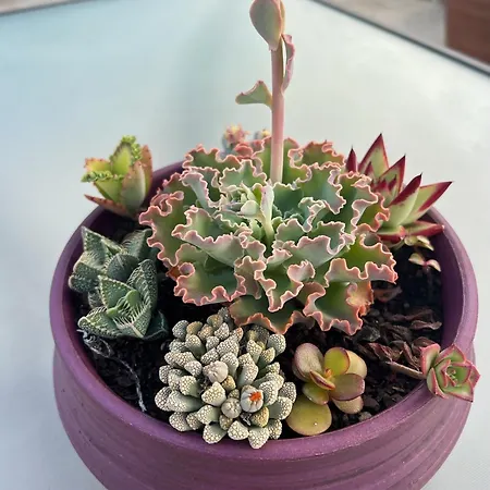 Chipibeach B&b, Boutique